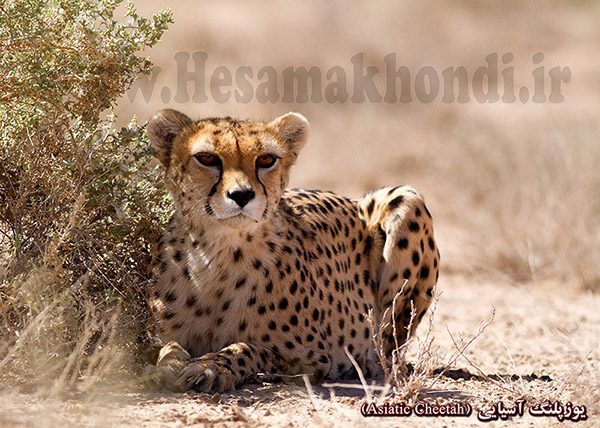 یوز پلنگ آسیایی