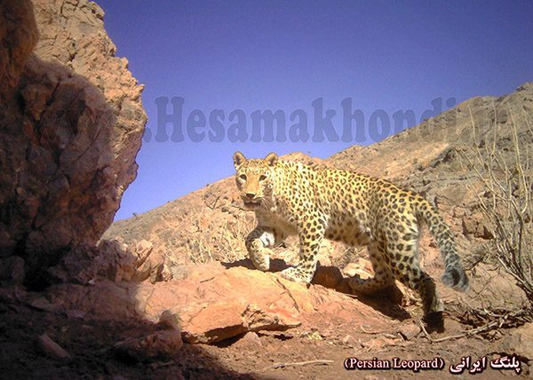 پلنگ ایرانی