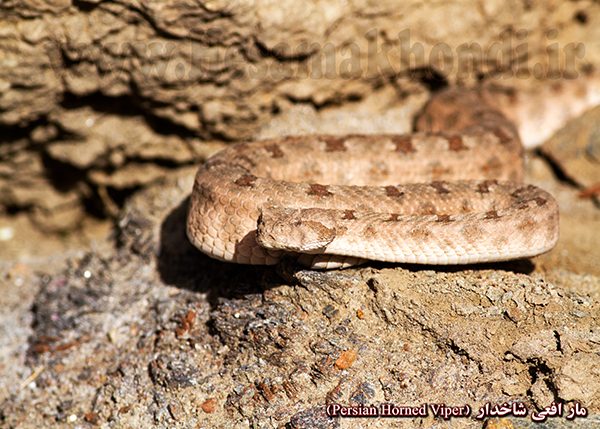 مار افعی شاخدار