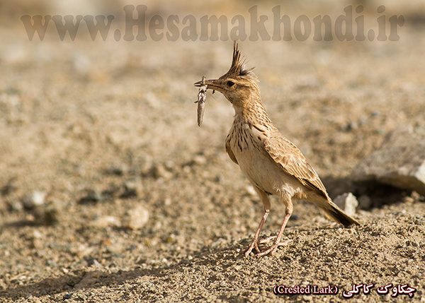 چکاوک کاکلی