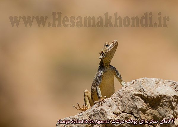 آگامای صخره ای فلس درشت