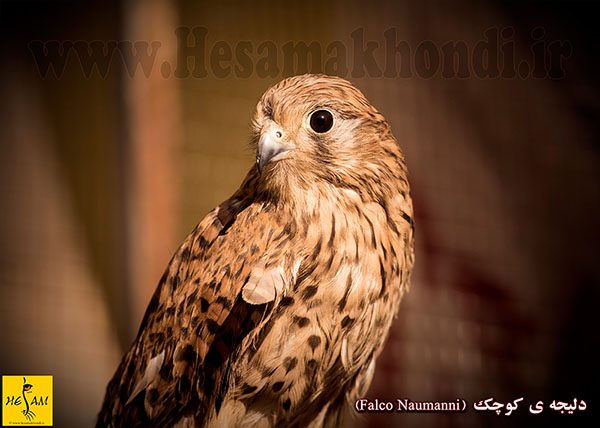 دلیجه ی کوچک